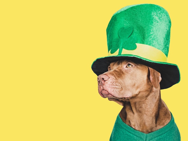 강아지와 밝은 녹색 요정 모자