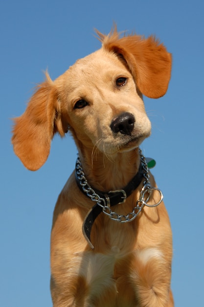 Photo puppy brittany spaniel