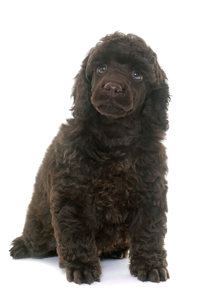 puppy brown poodle