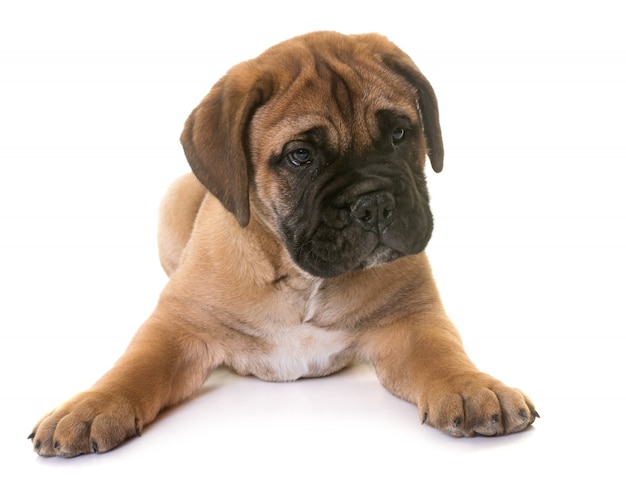 puppy bull mastiff