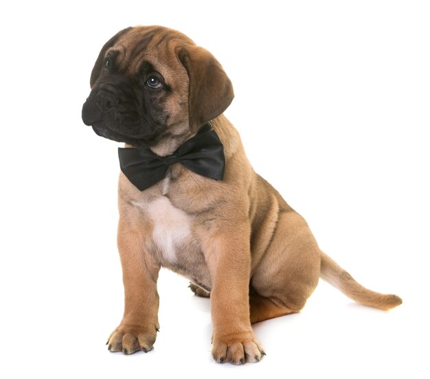 Puppy bull mastiff