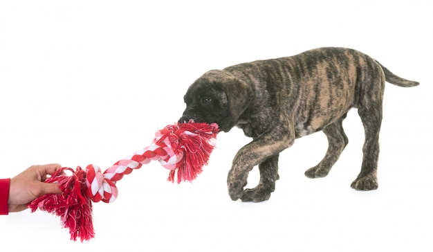 Foto mastino di toro cucciolo