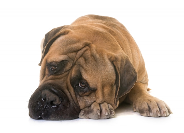 Mastino di toro cucciolo