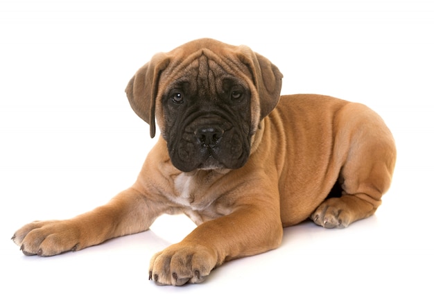 puppy bull mastiff