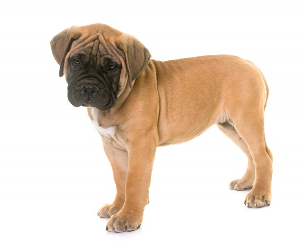 puppy bull mastiff