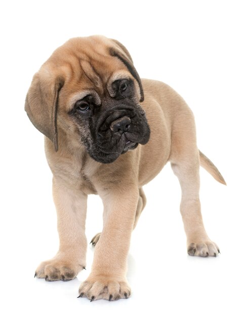 puppy bull mastiff