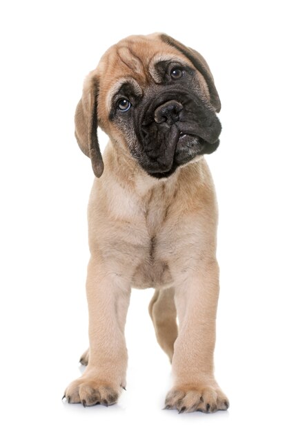 puppy bull mastiff