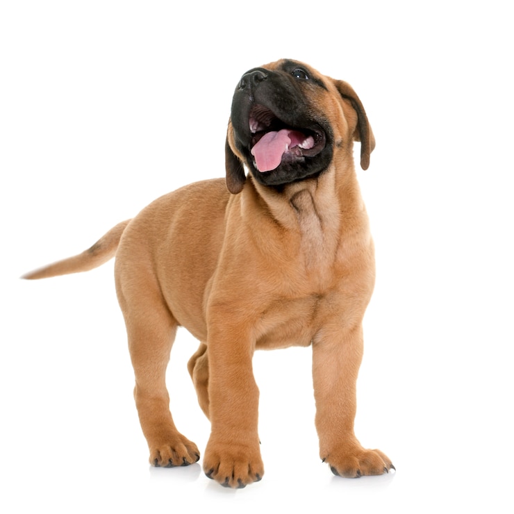 Foto puppy bull mastiff