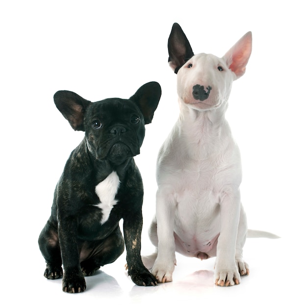 puppy bull terrier and french bulldog