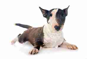 Photo puppy bull terrier with demodex