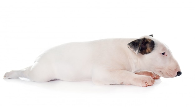 puppy bull terrier