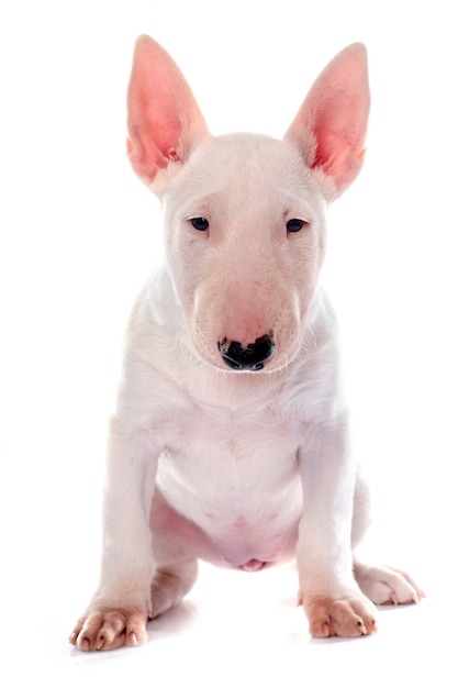 puppy bull terrier