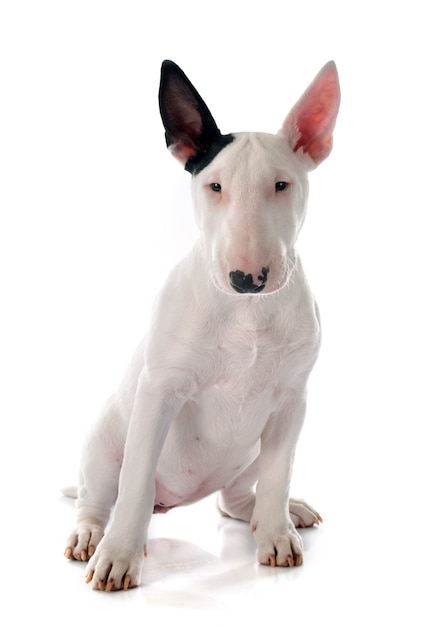 puppy bull terrier