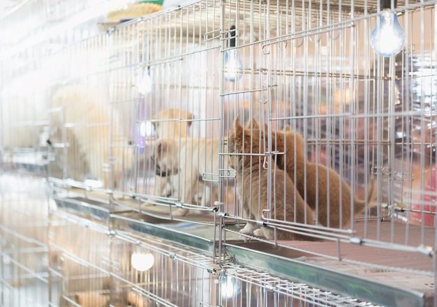 Cucciolo in gabbia per vendere nel mercato degli animali domestici, persone che comprano animali domestici dal negozio di animali