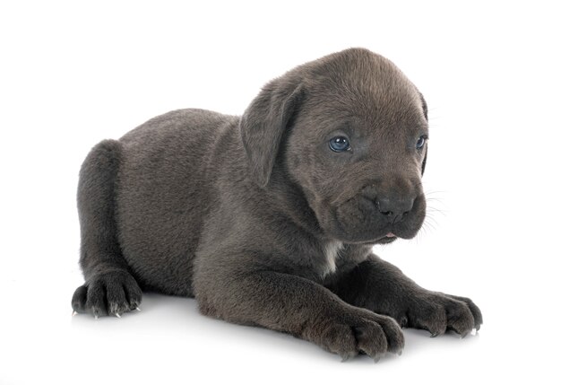 Puppy cane corso isolated on white background