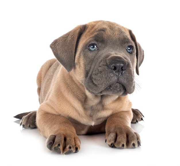 Puppy cane corso isolated on white