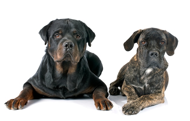 子犬の杖コルソとロットワイラー