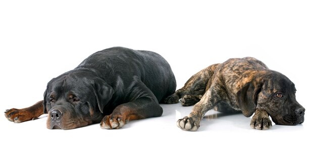 puppy cane corso and rottweiler