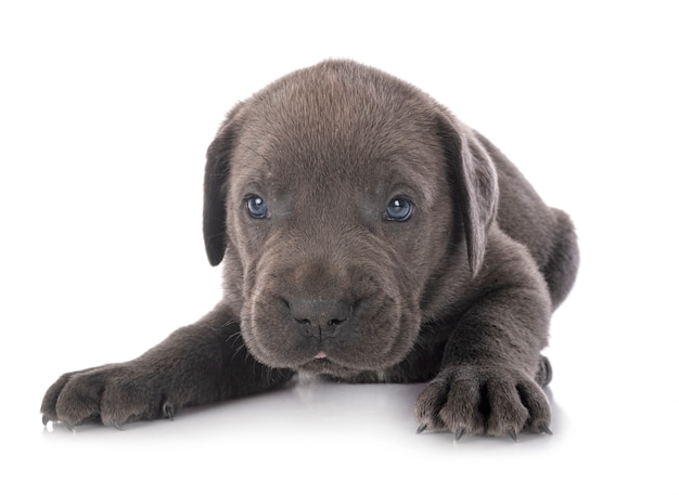 Puppy cane corso  on a white background