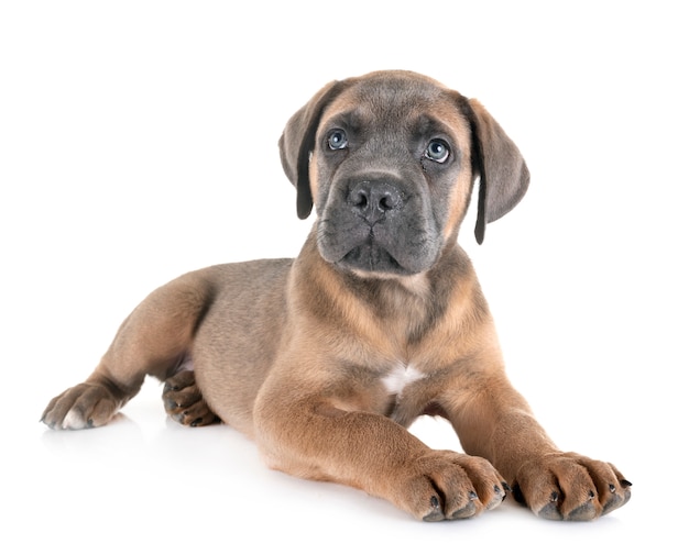 Puppy cane corso