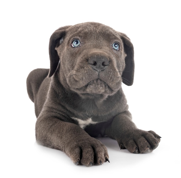 Puppy cane corso