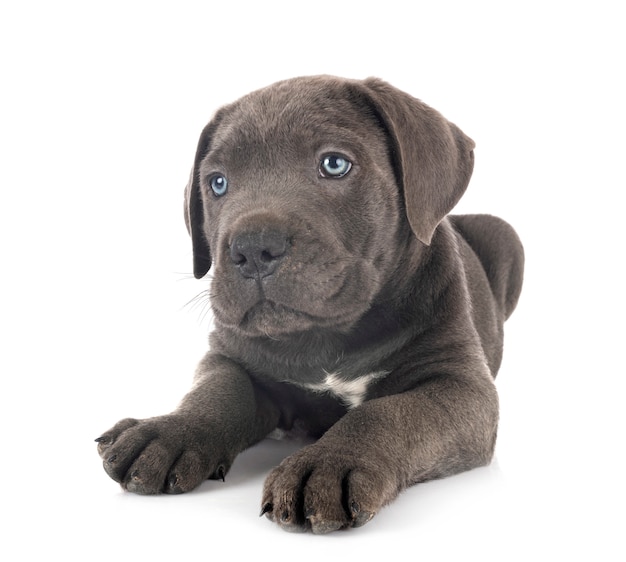 Puppy cane corso