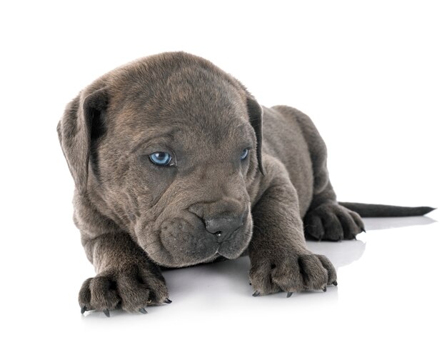 Puppy cane corso