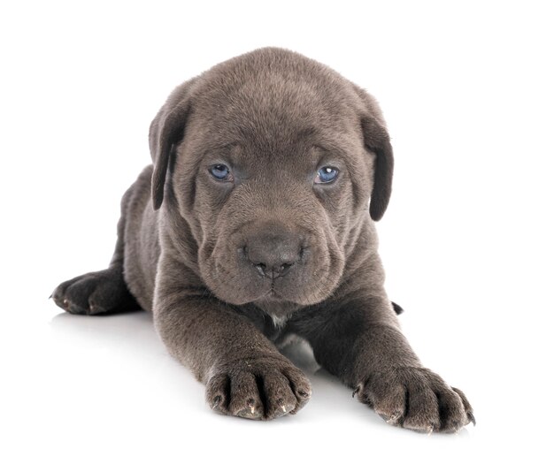 Puppy cane corso