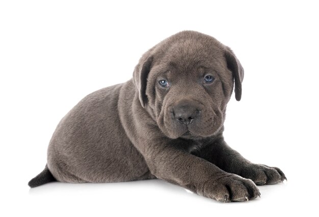 Puppy cane corso