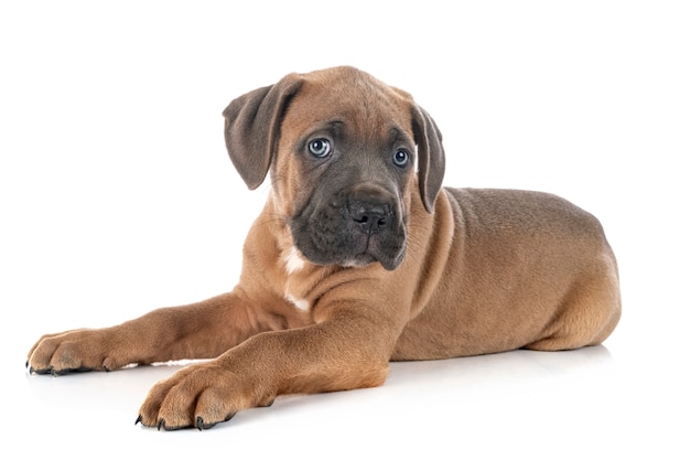 Puppy cane corso