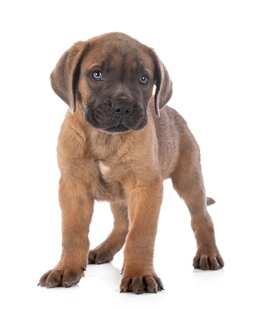 Puppy cane corso