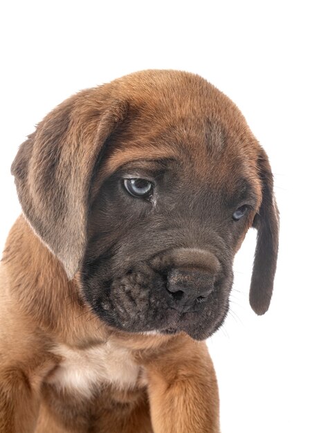 Puppy cane corso