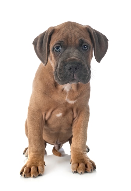 Puppy cane corso