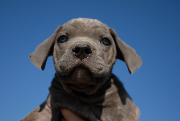 Puppy cane corso