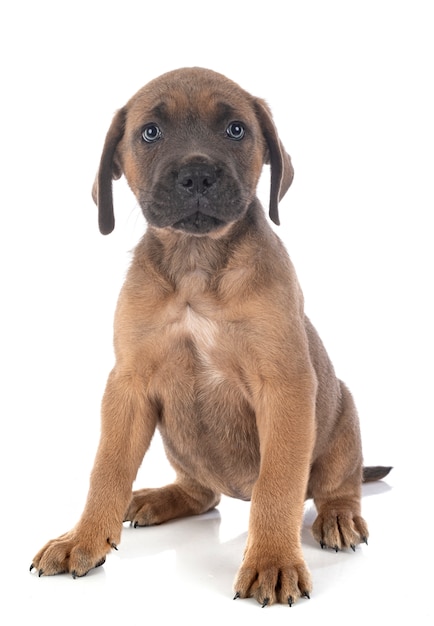 Puppy cane corso