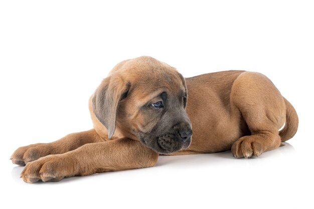 Puppy cane corso