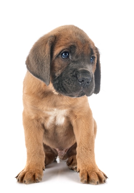 Puppy cane corso