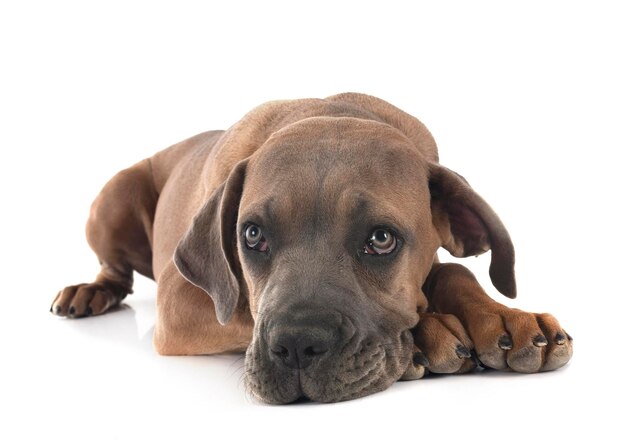 puppy cane corso