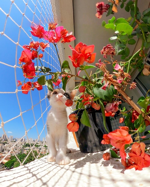 푸른 화창한 날 꽃 옆에 꽃이 만발한 발코니 아파트에 있는 강아지 고양이