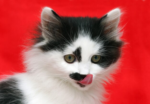 Puppy cat on red background