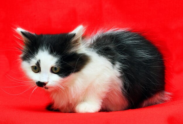 Puppy cat on red background