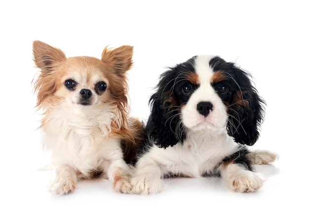 Puppy cavalier king charles and chihuahua