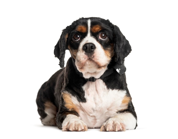 Puppy Cavalier King Charles liggend voor een witte