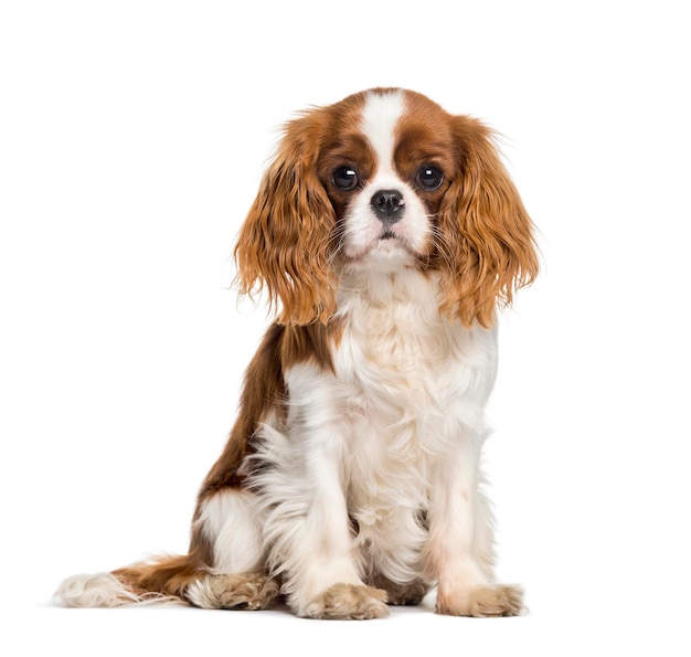 Puppy Cavalier King Charles Spaniel dog