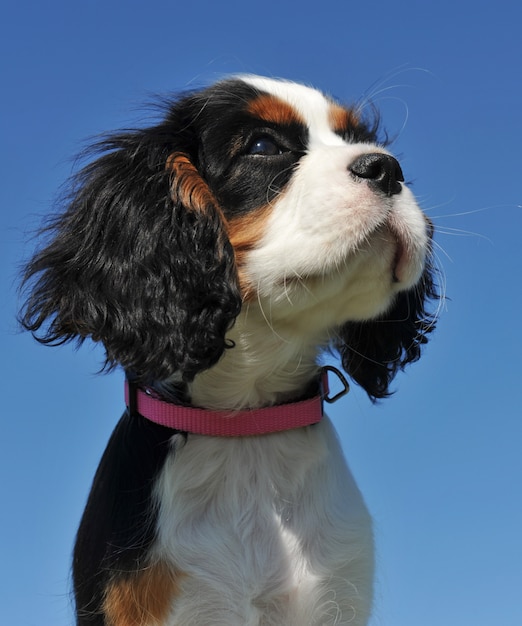 子犬キャバリアキングチャールズ