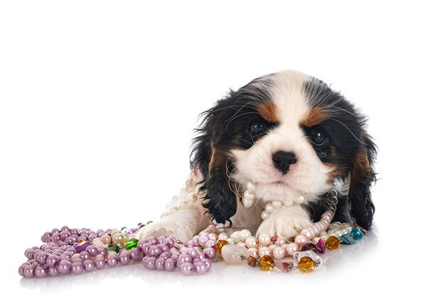 Puppy cavalier king charles