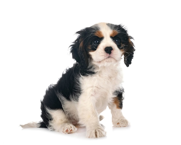 puppy cavalier king charles