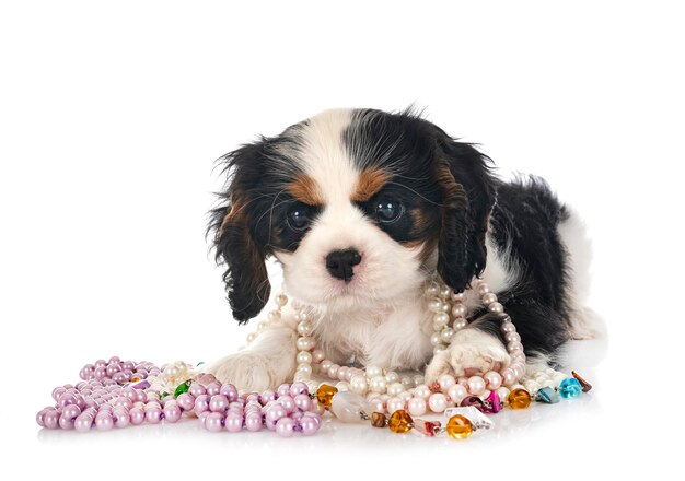 Cucciolo cavalier king charles