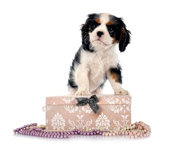 Puppy cavalier king charles