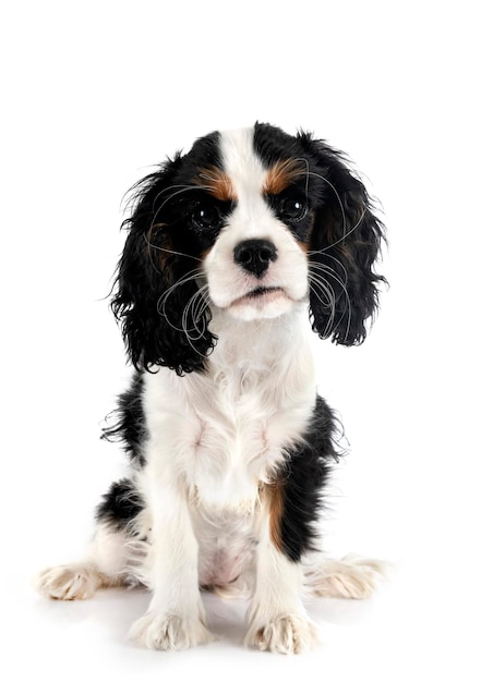 puppy cavalier king charles